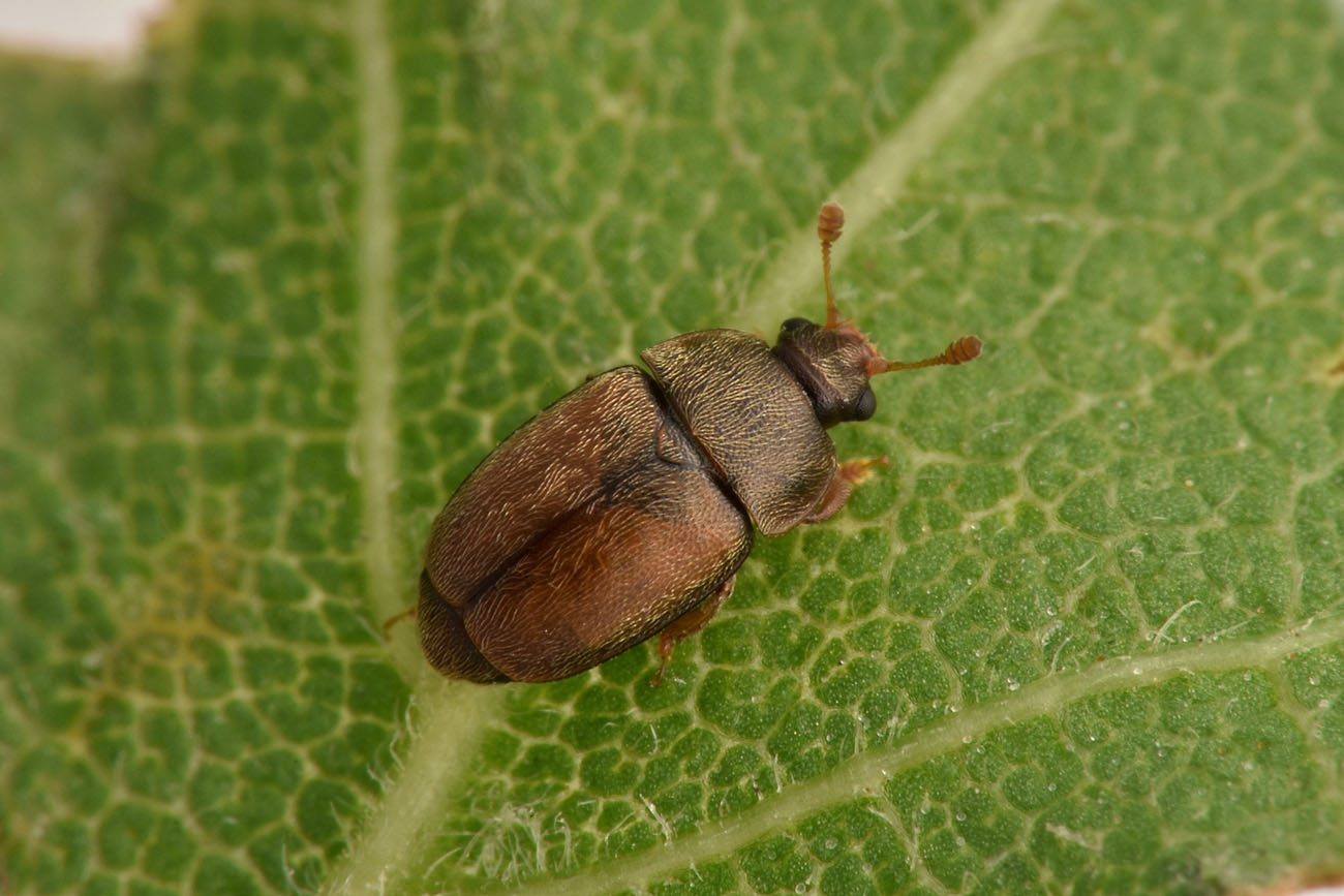 Nitidulidae: Epuraea sp.? cfr. Epuraea (Micruria) melanocephala